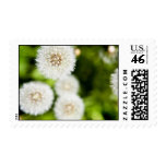 Dandelion Stamp