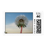 Dandelion Stamp