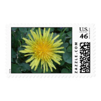 Dandelion Stamps by wingedturtle Dandelion Stamps