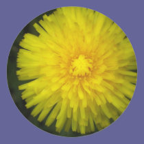 Dandelion stickers
