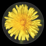Dandelion stickers