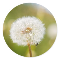 Dandelion stickers
