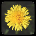 Dandelion stickers
