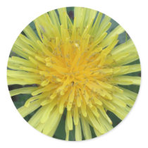 Dandelion Stickers