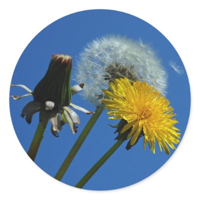 Dandelion stickers by Thorninger