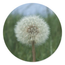 Dandelion Stickers stickers