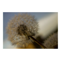 Dandelion Whine fine art print