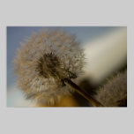Dandelion Whine fine art print