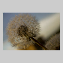 Dandelion Whine fine art print posters