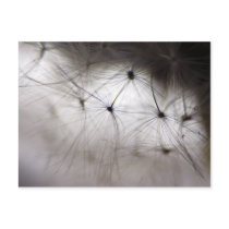 Dandelion Whisper art postcard postcards