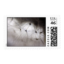 Dandelion Whisper postage stamps stamps