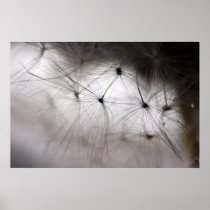 Dandelion Whisper Print posters