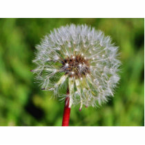 Dandelions 3 photo sculptures