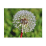 dandelions, plant, plants, weed, lawn, leaves,
