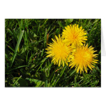 Dandelions at Abandoned Psychiatric Hospital Card