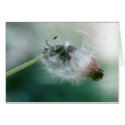 Dandelions cards