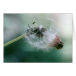Dandelions Cards