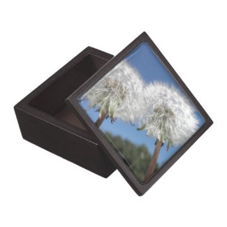 Dandelions Dandelion Puffs Wildflowers Flowers Premium Jewelry Box