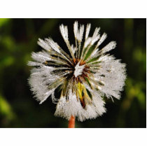 Dandelions Dew photo sculptures by lifesphere Dandelions Dew photo sculptures