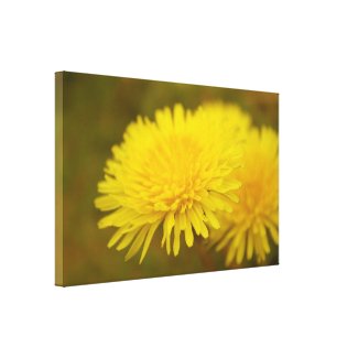 Dandelion's dream. Pretty yellow wild flower Stretched Canvas Prints