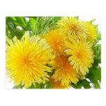 Dandelions! Post Cards