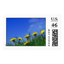 Dandelions postage by KLaima Dandelions postage