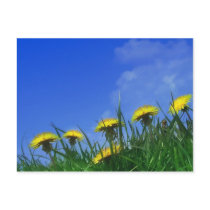 Dandelions postcards by KLaima Dandelions postcards