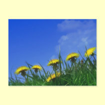 Dandelions postcards
