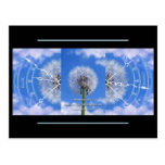 Dandelions postcard