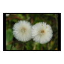 Dandelions posters by kostika Dandelions posters