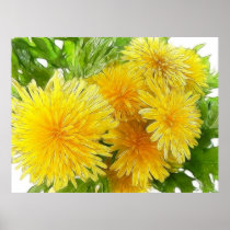 Dandelions! Posters