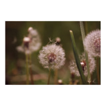 Dandelions Print