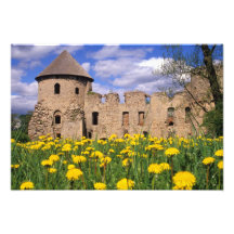 Dandelions surround Cesis Castle in central Photo Art