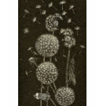 Dandelions Tee Shirts