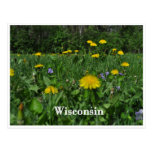 Dandelions & Violets Post Cards