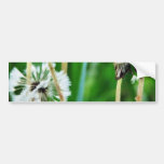 Dandelions White In Green Grass Bumper Sticker