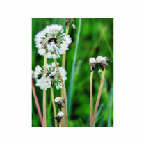 Dandelions White In Green Grass photo sculptures