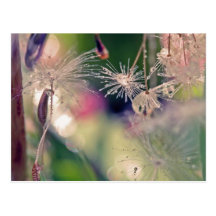 Dandellion sanctury post cards