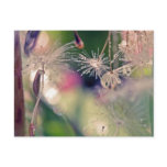 Dandellion sanctury postcards