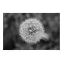 Dandilion posters