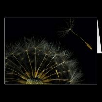 Dandilion Puff Close-up cards