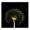 Dandilion Puff Poster posters