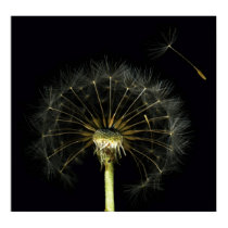 Dandilion Puff Poster posters by DJHinVA Dandilion Puff Poster posters