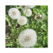 dandilions magnet by KatAnnette dandilions magnet