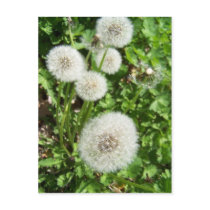 dandilions Postcard by KatAnnette dandilions Postcard