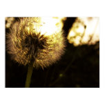 Dandy Dreams Print