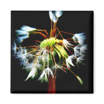 "Dandy" Fridge Magnet by ChelseaKerwath "Dandy" Fridge Magnet