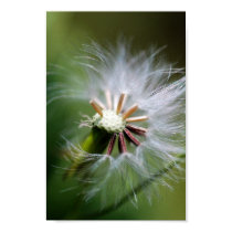 DANDY LION posters by novellamos DANDY LION posters