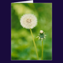 Dandylion