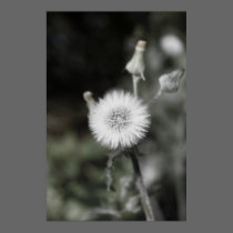 Dandylion posters